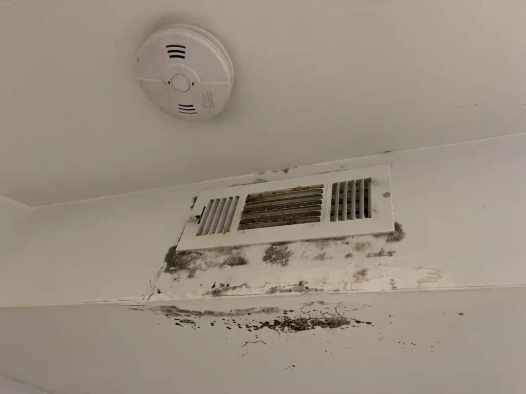 Mold remediation Mold removal service In New Jersey, Connecticut and New York City BenzVac air duct cleaning and dryer vent cleaning 908-294-1501