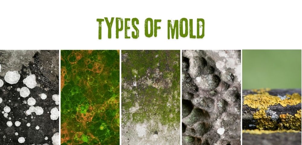 different types of mold benzvac How Long Does Mold Remediation Take