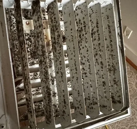 What is Black Soot